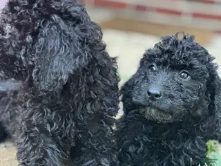 Standard Poodle dogs Standard Poodle Puppy 1 - Ad 9
