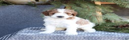 Goldendoodle dogs for sale: Asher - Ad 1