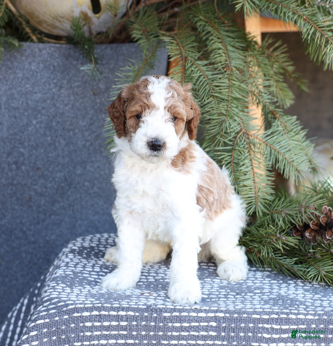 Goldendoodle dogs for sale: Asher - Ad 1