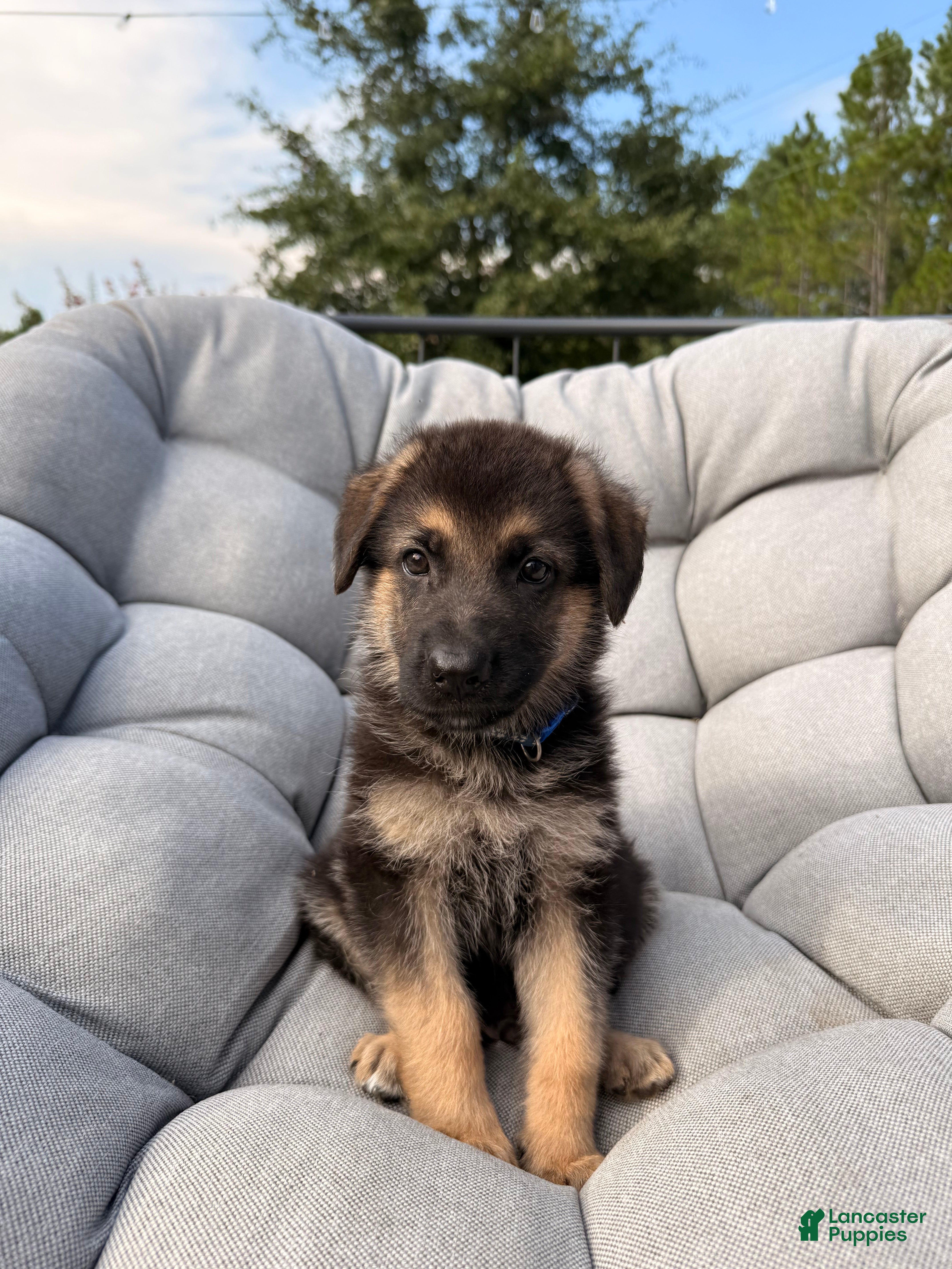 German Shepherd dogs Maverick - Ad 42
