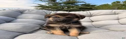 German Shepherd dogs for sale: Maverick - Ad 1