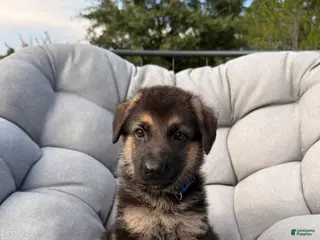 German Shepherd dogs Maverick - Ad 35
