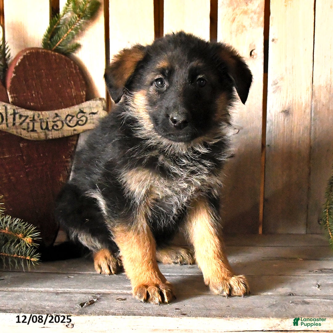 German Shepherd dogs for sale: Sassy - Ad 2