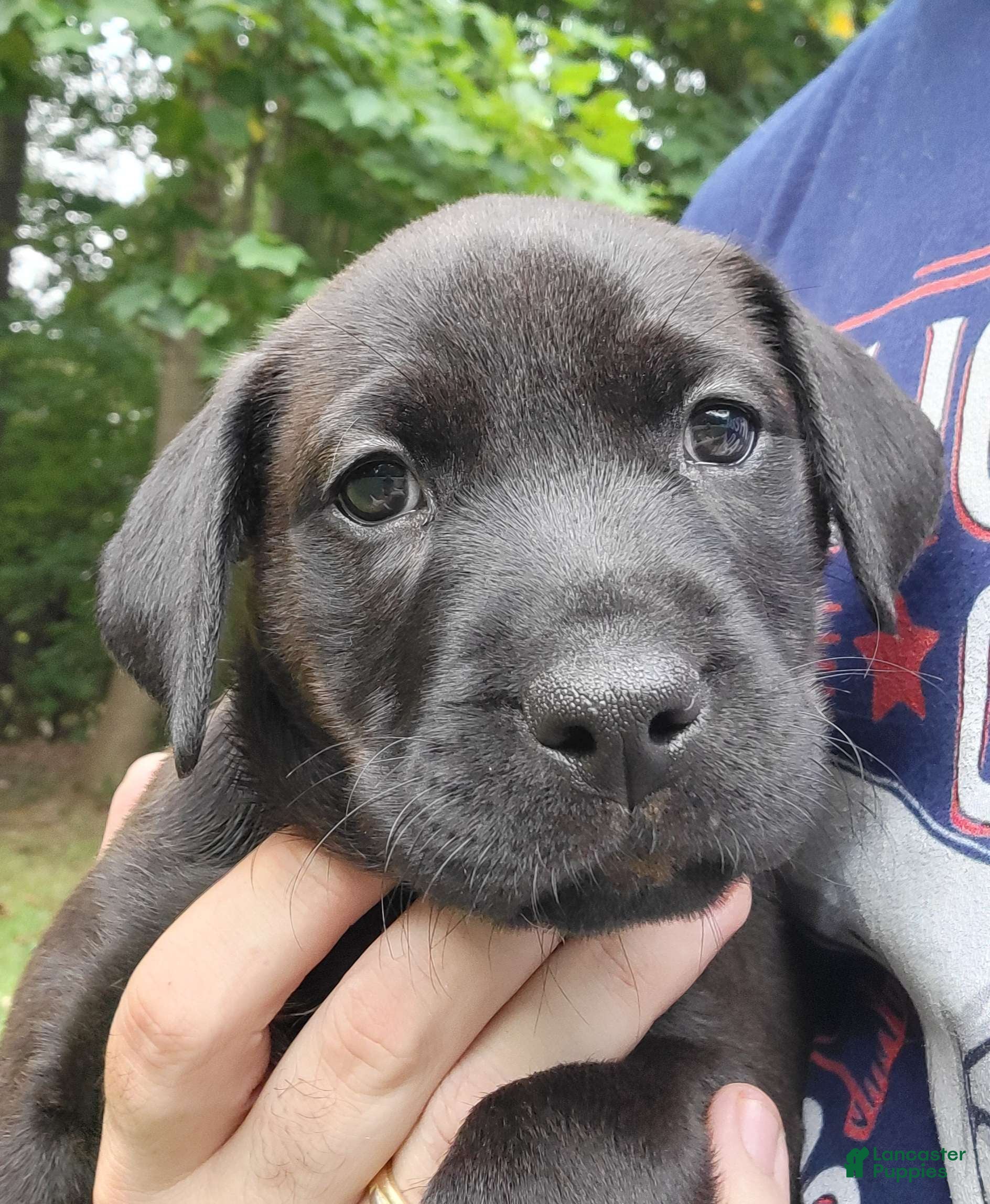 Mixed Breed dogs Zuri (black collar) - Ad 2