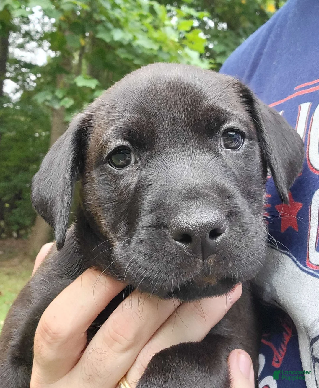 Mixed Breed dogs for sale: Zuri (black collar) - Ad 2