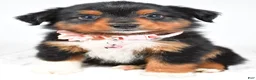 Miniature Australian Shepherd dogs for sale: Amber - Ad 1