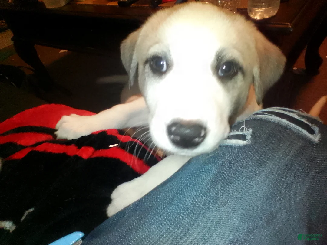 Mixed Breed dogs for sale: Possum Girl  - Ad 4