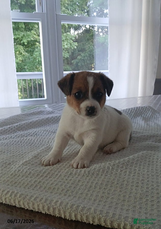 Jack Russell Terrier dogs Hickory - Ad 20