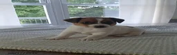 Jack Russell Terrier dogs for sale: Hickory - Ad 1