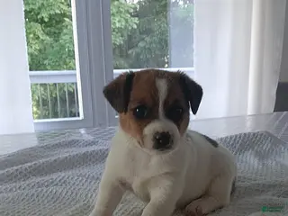 Jack Russell Terrier dogs Hickory - Ad 12
