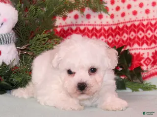 Bichon Frise dogs Whistle - Ad 22