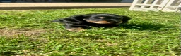 Miniature Dachshund dogs for sale: Ollie - Ad 6