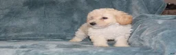 Miniature Poodle dogs for sale: Sammie  - Ad 6