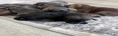 tan sable