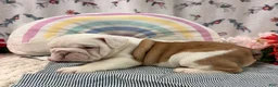 English Bulldog dogs for sale: Laina  - Ad 1
