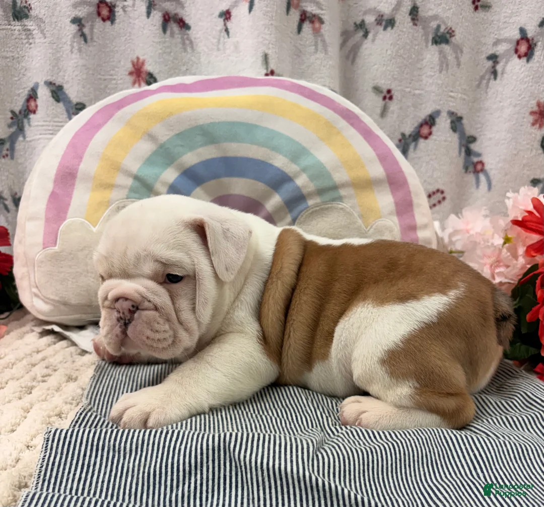 English Bulldog dogs for sale: Laina  - Ad 1