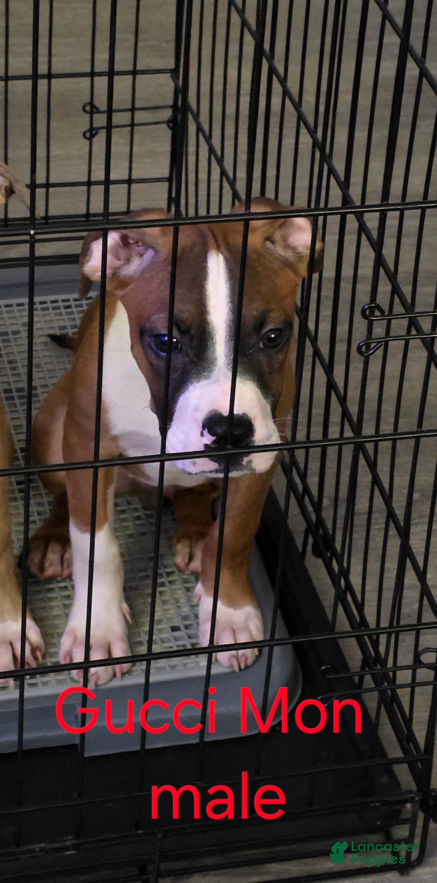 Mixed Breed dogs Gucci Mon - Ad 2