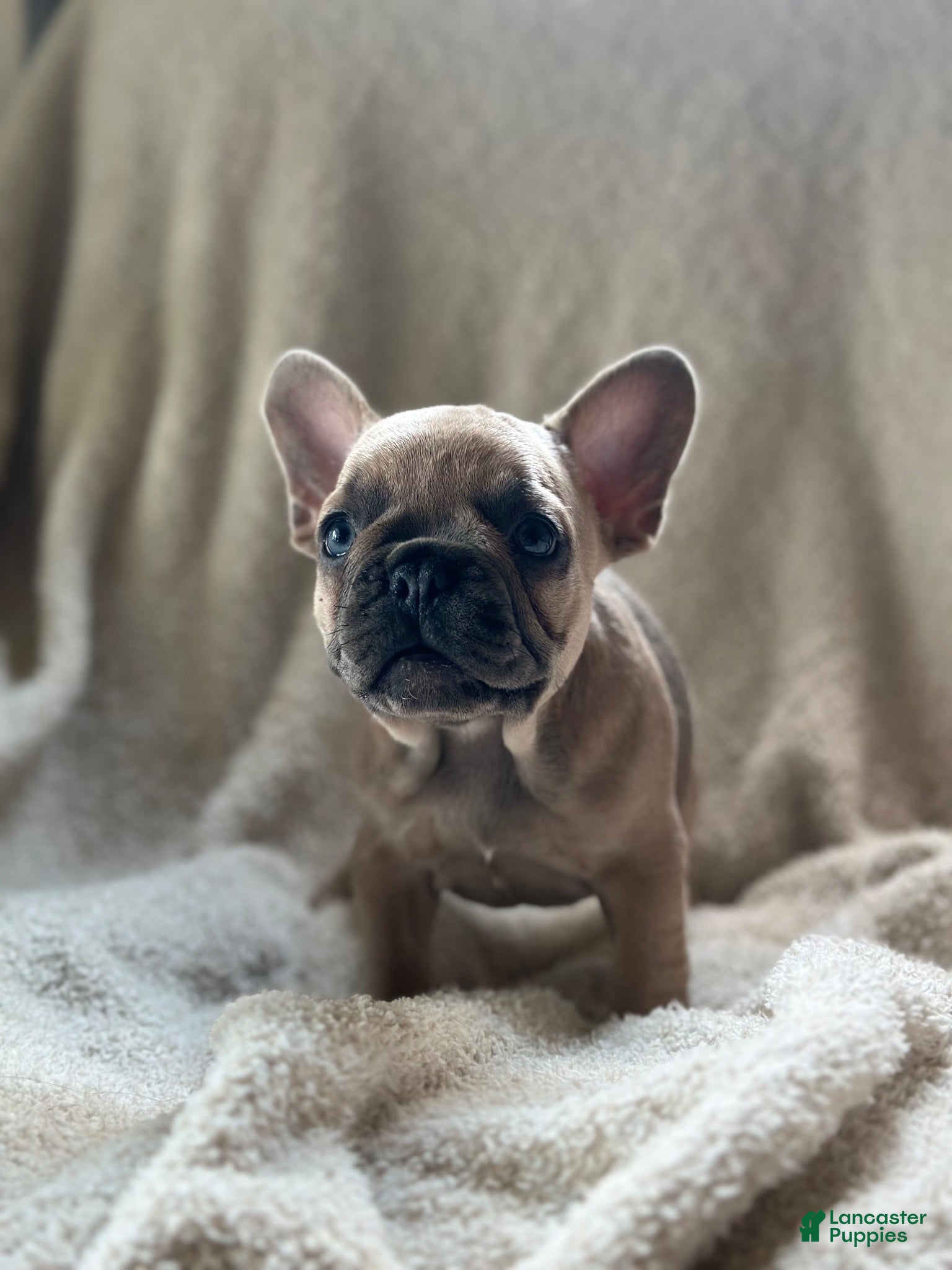 French Bulldog dogs French Bulldog 4 - Ad 16