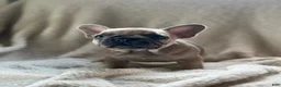 French Bulldog dogs for sale: French Bulldog 4 - Ad 1
