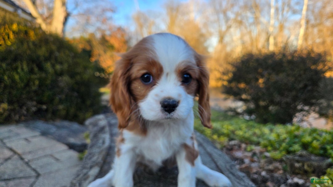 Cavalier King Charles Spaniel dogs for sale: Val - Ad 6
