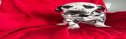 Dalmatian dogs for sale: Taylor - Ad 5
