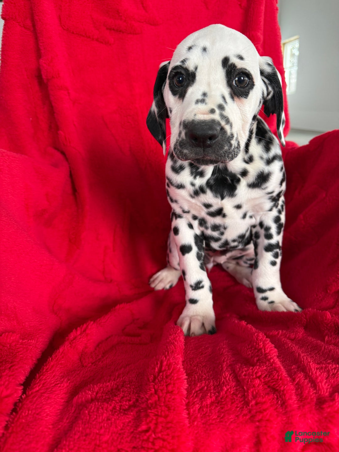 Dalmatian dogs for sale: Taylor - Ad 5