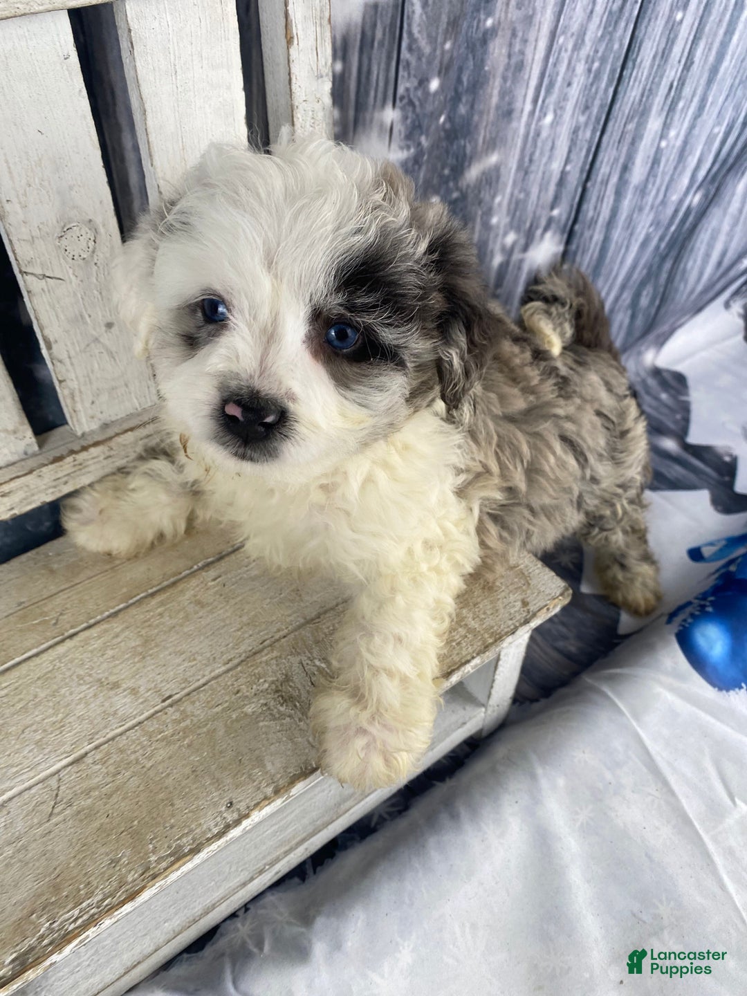Mini Aussiedoodle dogs for sale: Iris - Ad 1