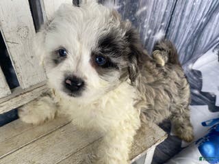 Mini Aussiedoodle dogs Iris - Ad 1