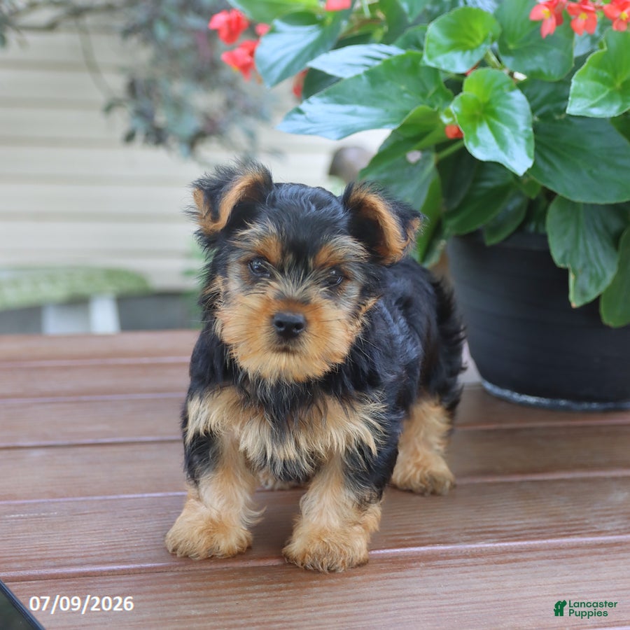Yorkshire Terrier dogs Theo - Ad 1