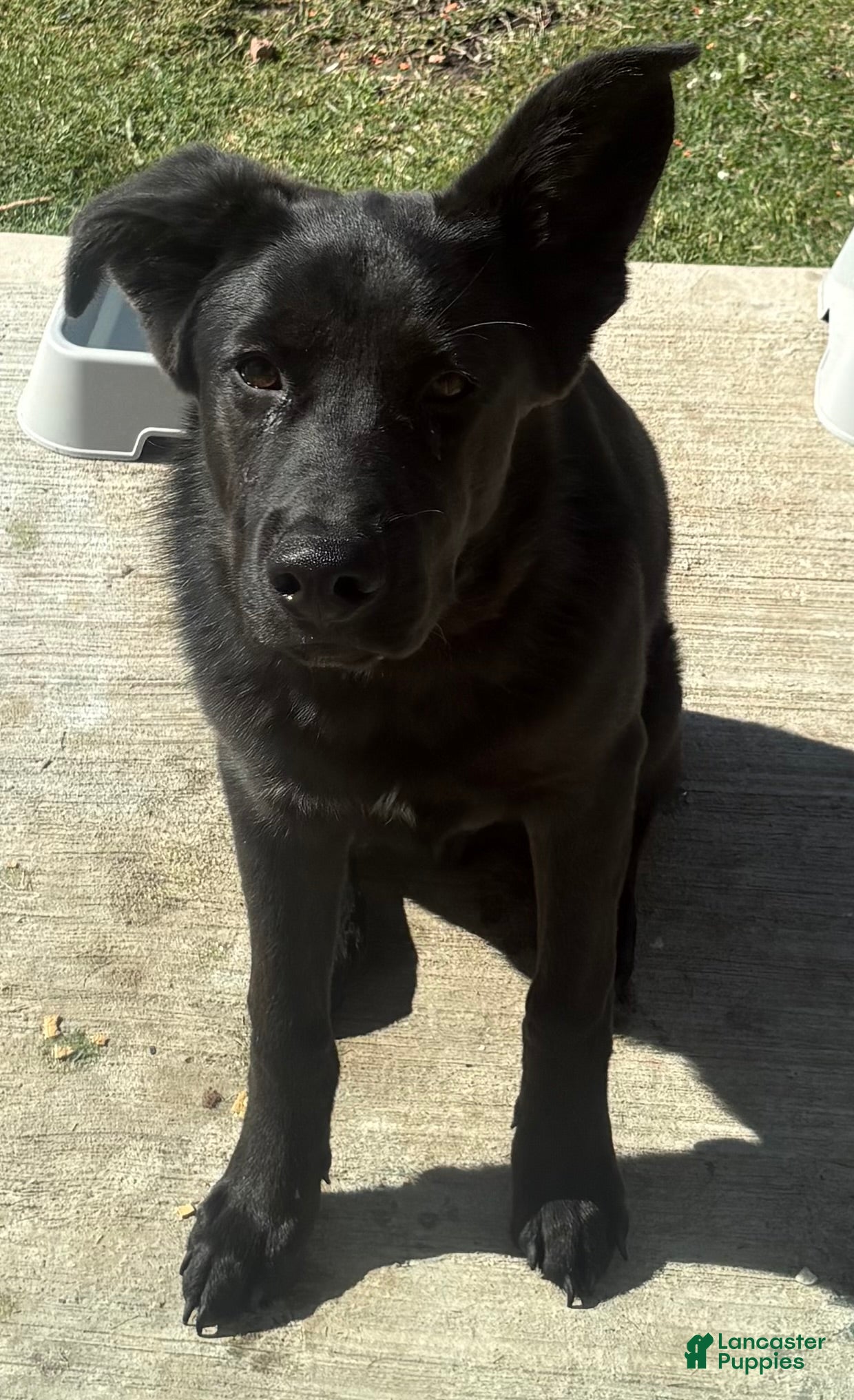 Mixed Breed dogs Mookie - Ad 9