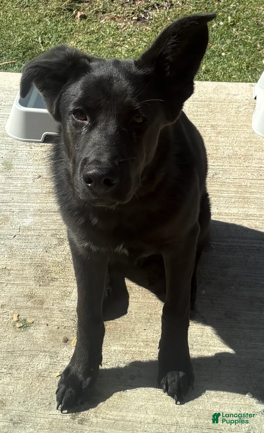 Mixed Breed dogs for sale: Mookie - Ad 1