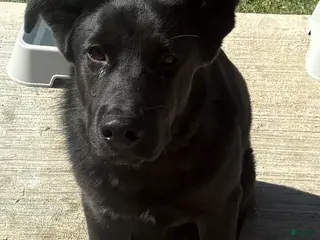 Mixed Breed dogs Mookie - Ad 9