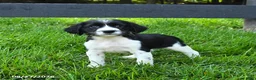 English Springer Spaniel dogs for sale: Bonnie - Ad 1