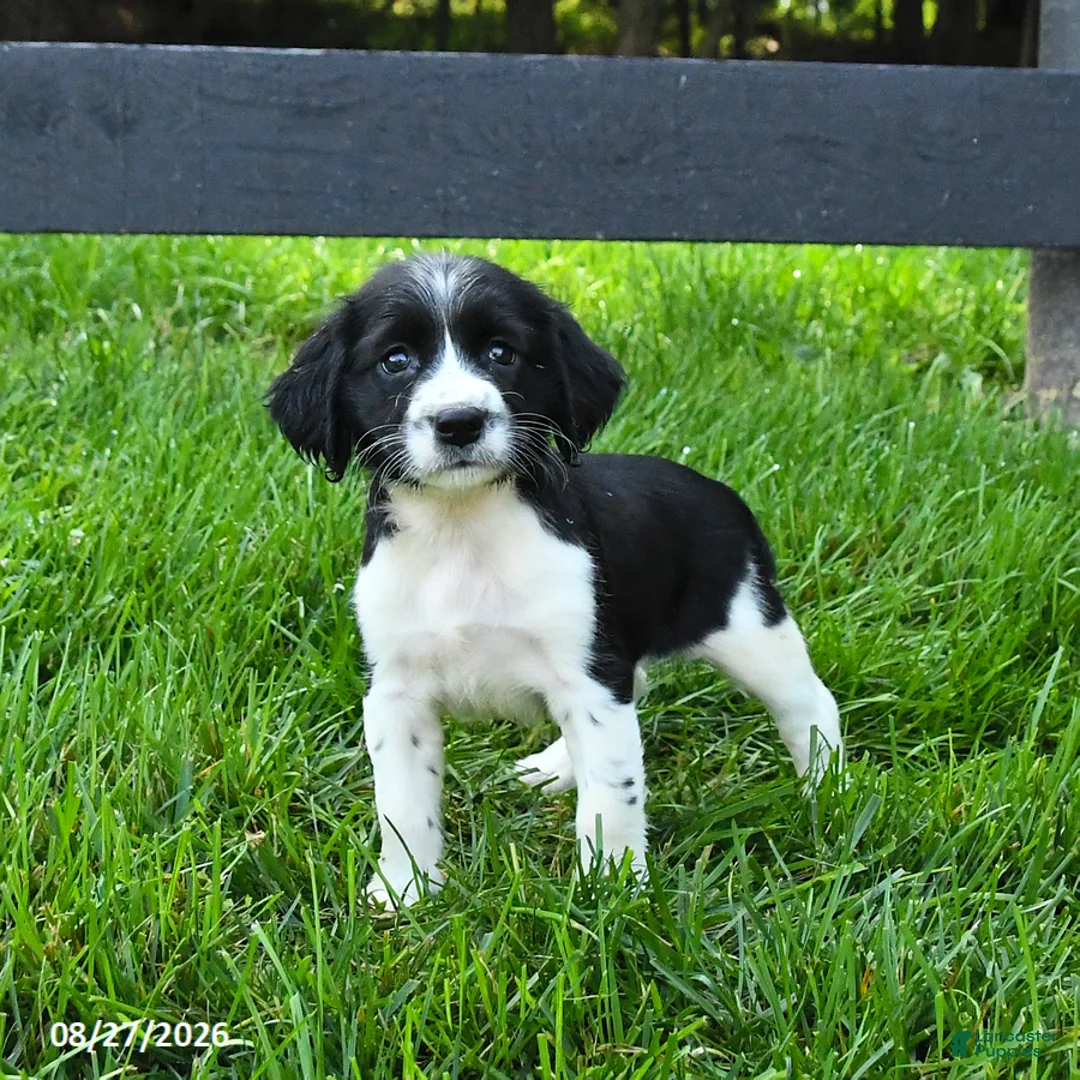 English Springer Spaniel dogs for sale: Bonnie - Ad 1