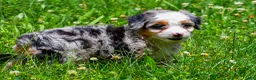 Mini Aussiedoodle dogs for sale: Gunner - Ad 4