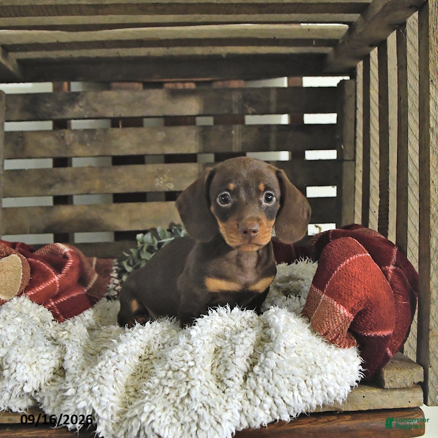 Miniature Dachshund dogs Jace - Ad 2