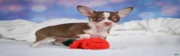 Chihuahua dogs for sale: Betty - Ad 4