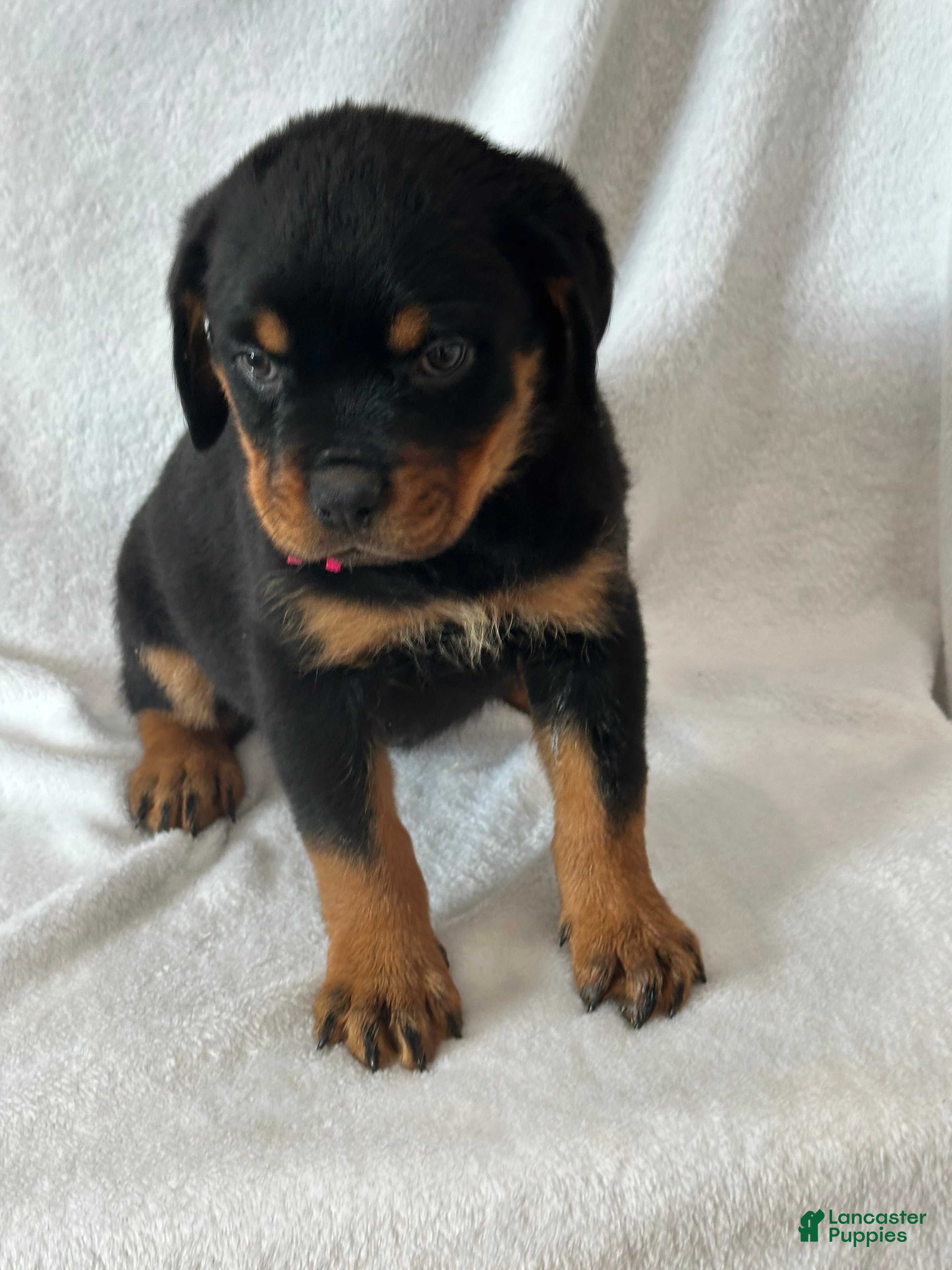 Rottweiler dogs Rottweiler Puppy 1 - Ad 1