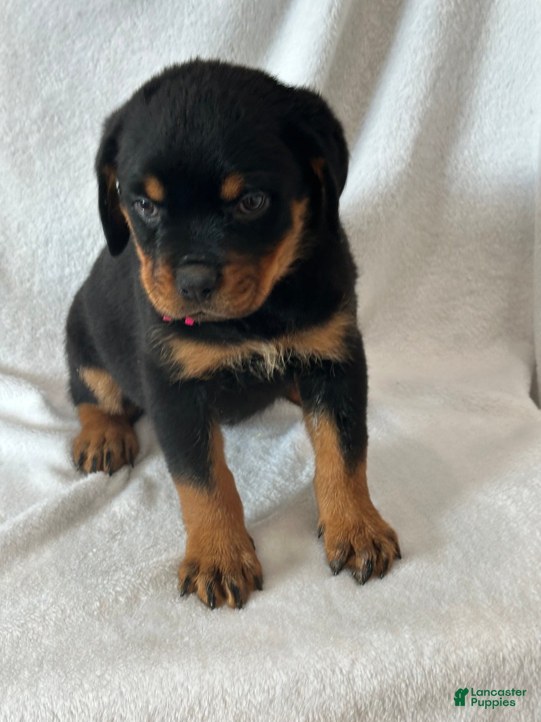 Rottweiler dogs for sale: Rottweiler Puppy 1 - Ad 1