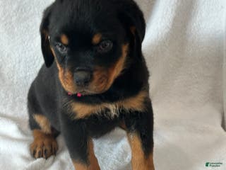 Rottweiler dogs Rottweiler Puppy 1 - Ad 10