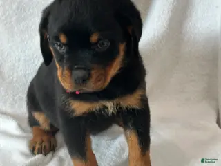 Rottweiler dogs Rottweiler Puppy 1 - Ad 15