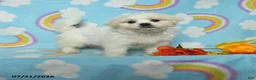 Teddy Bear dogs for sale: Barbie - Ad 1