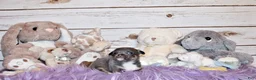 Chihuahua dogs for sale: Eastwood - Ad 4