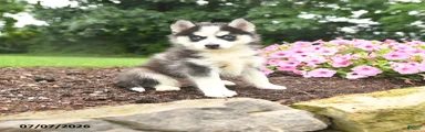 Erika