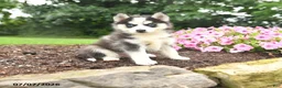 Pomsky dogs for sale: Erika - Ad 1