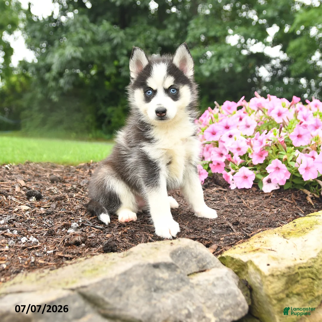Pomsky dogs for sale: Erika - Ad 1