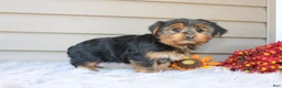 Yorkshire Terrier dogs for sale: Master - Ad 3