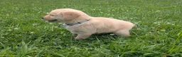 Golden Retriever dogs for sale: Daisy - Ad 4
