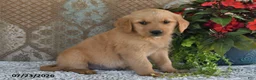 Golden Retriever dogs for sale: Dozer - Ad 4