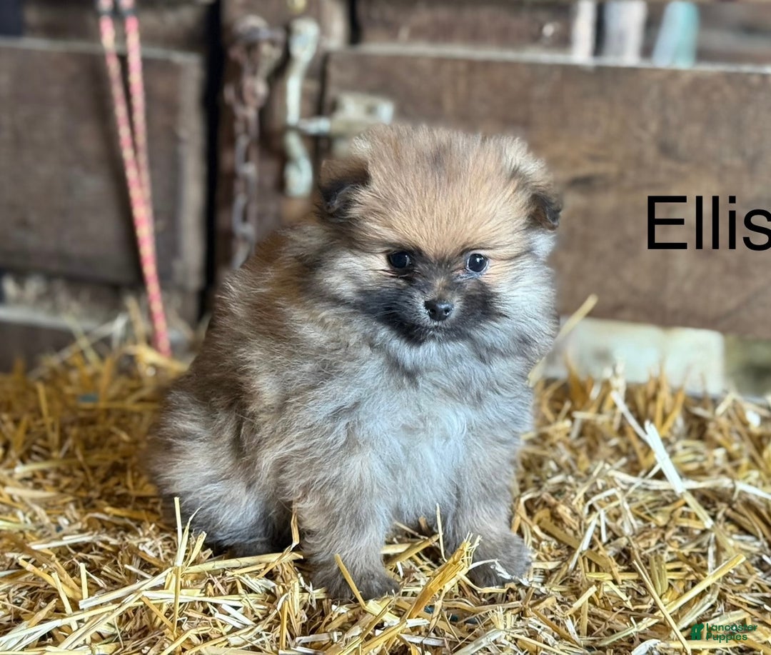 Pomeranian dogs for sale: Ellis - Ad 1